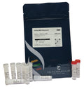 CelTaq DNA Polymerase